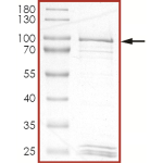 EGFR (L718Q L858R), Active
